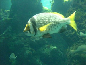 Fishes in the Aquarium