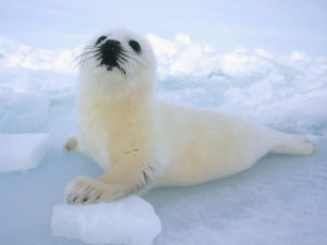 BabyHarpSeal2